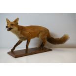 Taxidermy Standing Dog Fox stood on a wooden plinth, 87cm long