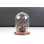 Black Forest style carved Wooden Swan with articulated neck held within a glass dome cover on stand,