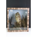 Taxidermy Tawny Oil in a naturalistic setting contained in a case with clear perspex front, 41cm