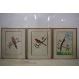 C B S Dangol, a set of three fine ornithological watercolours of exotic birds on tree boughs