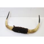 Taxidermy - Set of Cow Horns, 77cm wide