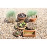 Various plants in terracotta pots (7)