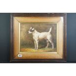 Oak framed oil painting study of a Jack Russell Terrier dog