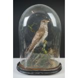 Taxidermy - Cuckoo mounted on a branch within a naturalistic setting, contained within a 19th