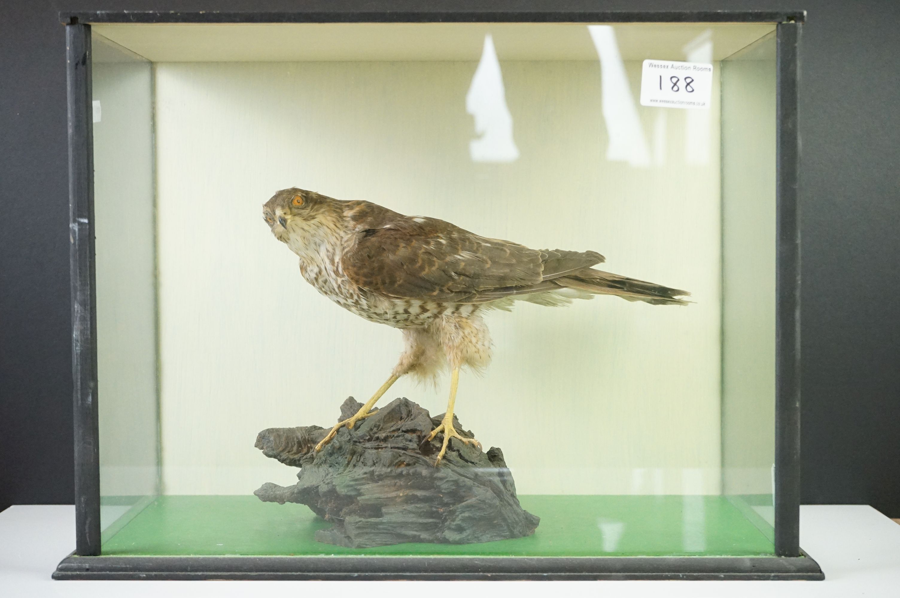 Taxidermy - Sparrow Hawk mounted on a Tree Branch, contained within a cabinet with three glazed
