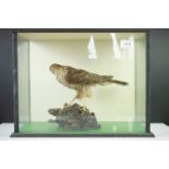 Taxidermy - Sparrow Hawk mounted on a Tree Branch, contained within a cabinet with three glazed