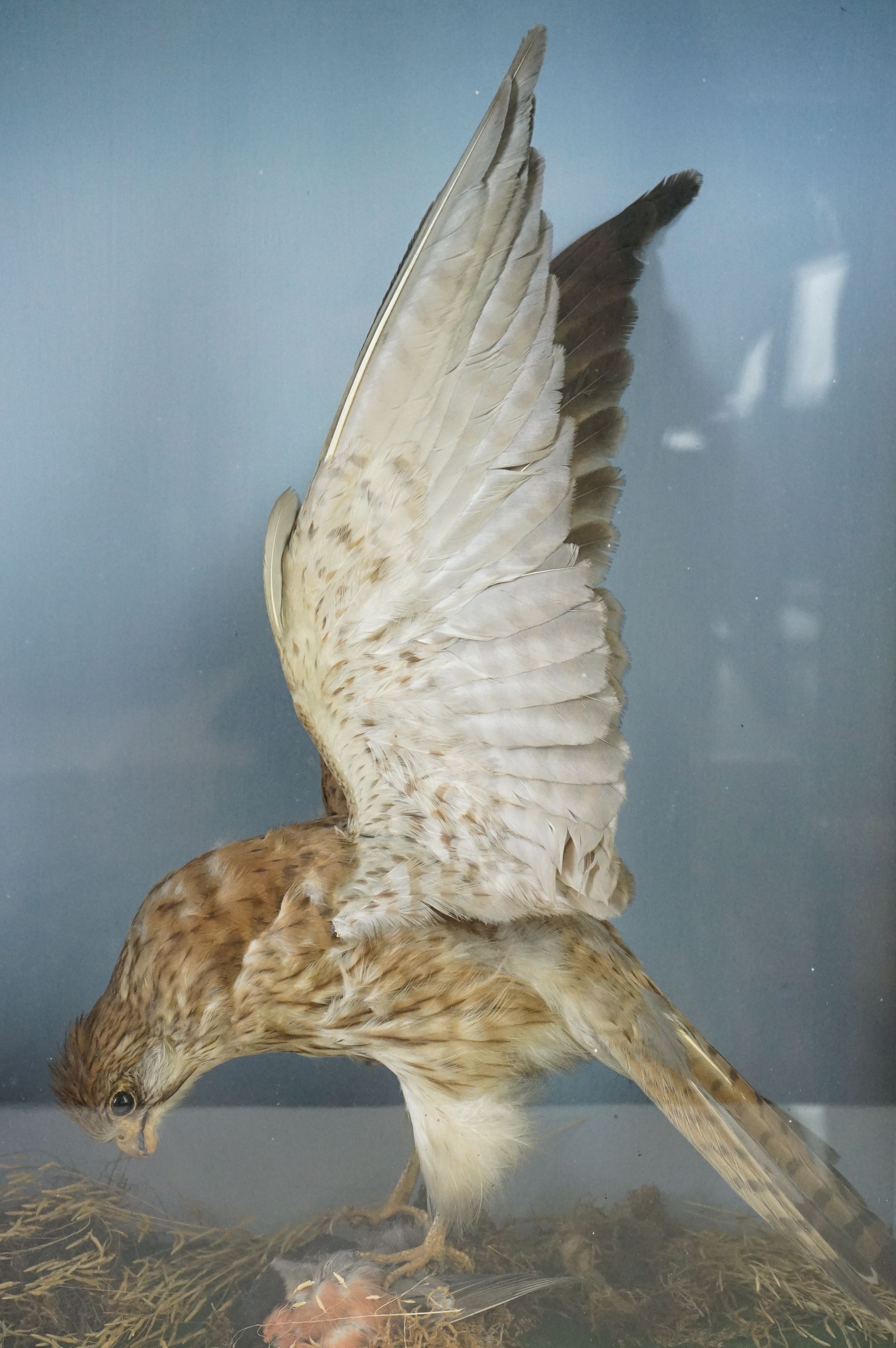 Taxidermy - Sparrow Hawk with a bullfinch in it's claws contained within a glass fronted cabinet, - Image 2 of 7