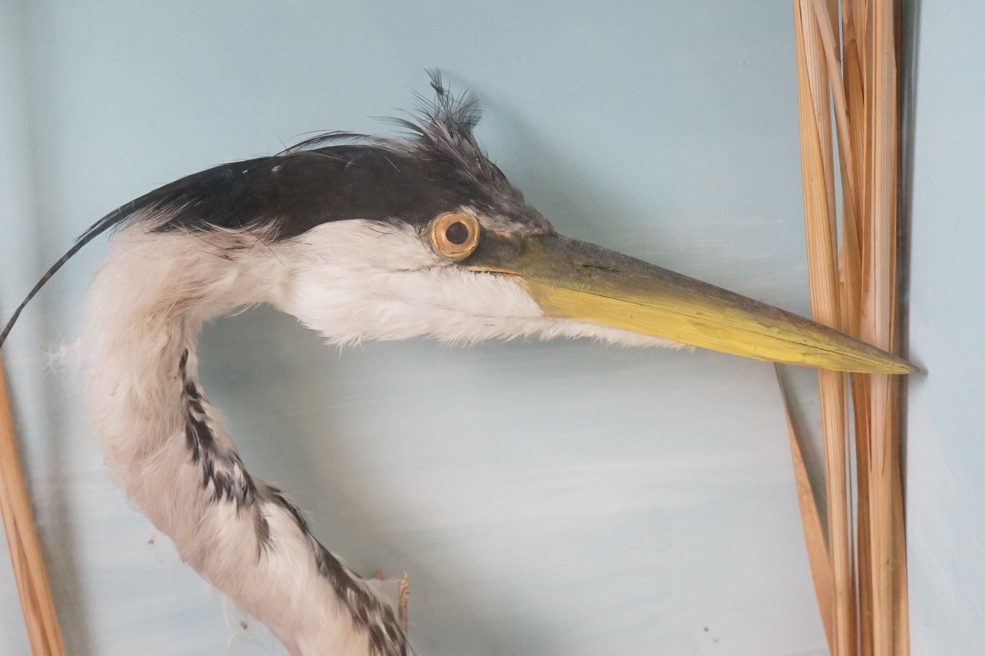 Taxidermy - Standing Heron mounted amongst natural foliage, contained in a glass fronted display - Image 2 of 8