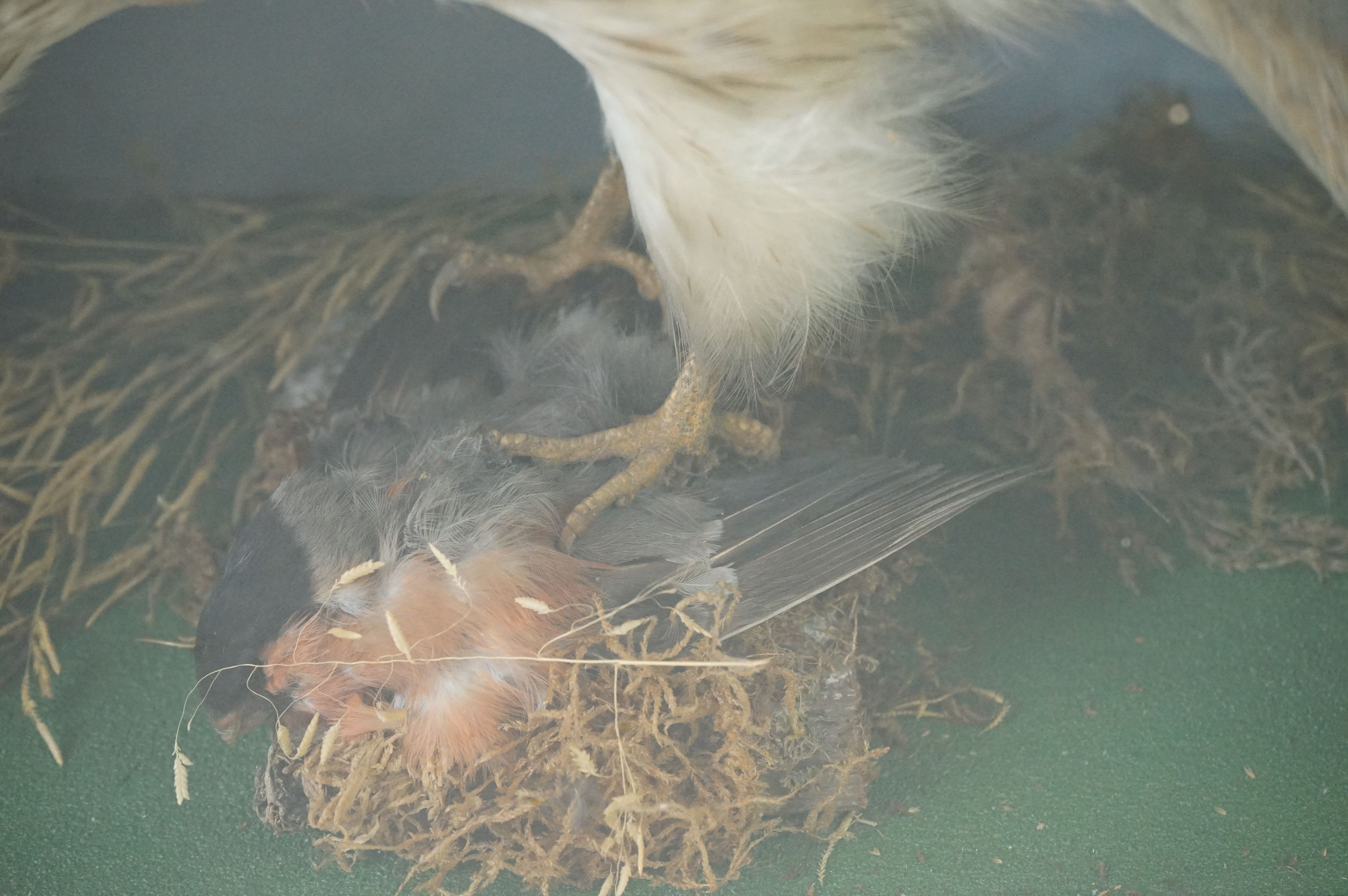 Taxidermy - Sparrow Hawk with a bullfinch in it's claws contained within a glass fronted cabinet, - Image 5 of 7