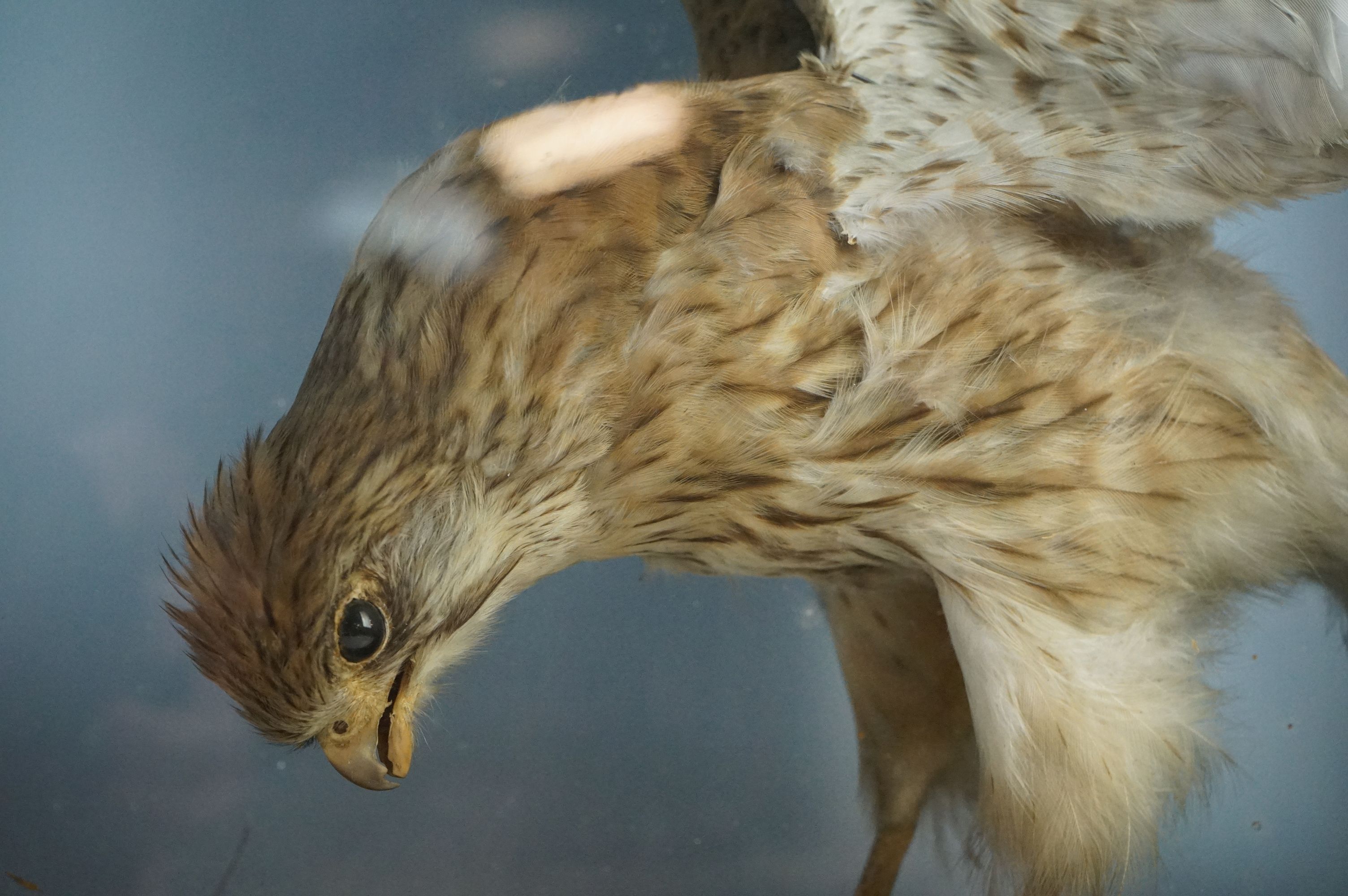 Taxidermy - Sparrow Hawk with a bullfinch in it's claws contained within a glass fronted cabinet, - Image 4 of 7