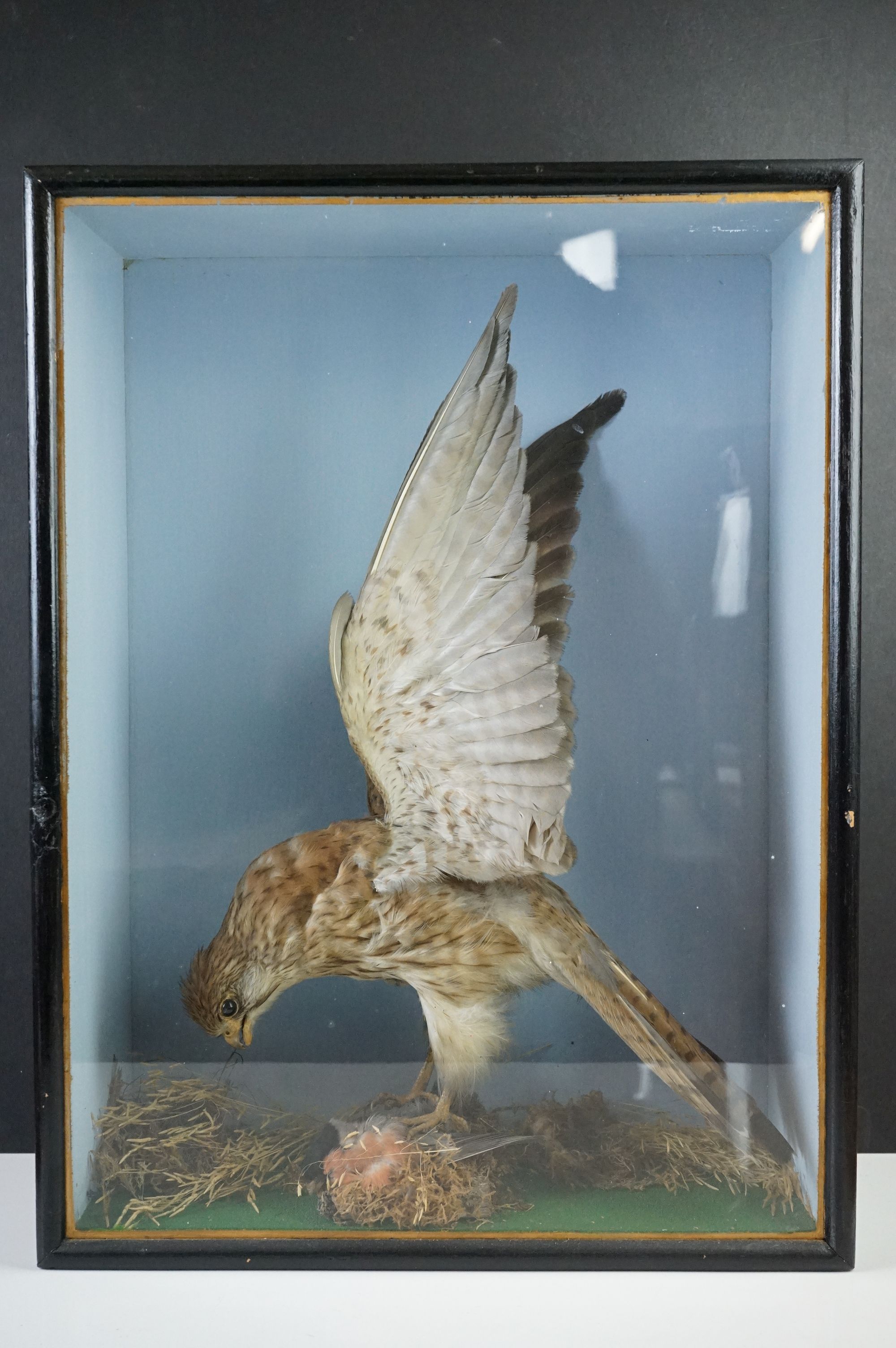 Taxidermy - Sparrow Hawk with a bullfinch in it's claws contained within a glass fronted cabinet,