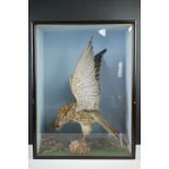 Taxidermy - Sparrow Hawk with a bullfinch in it's claws contained within a glass fronted cabinet,