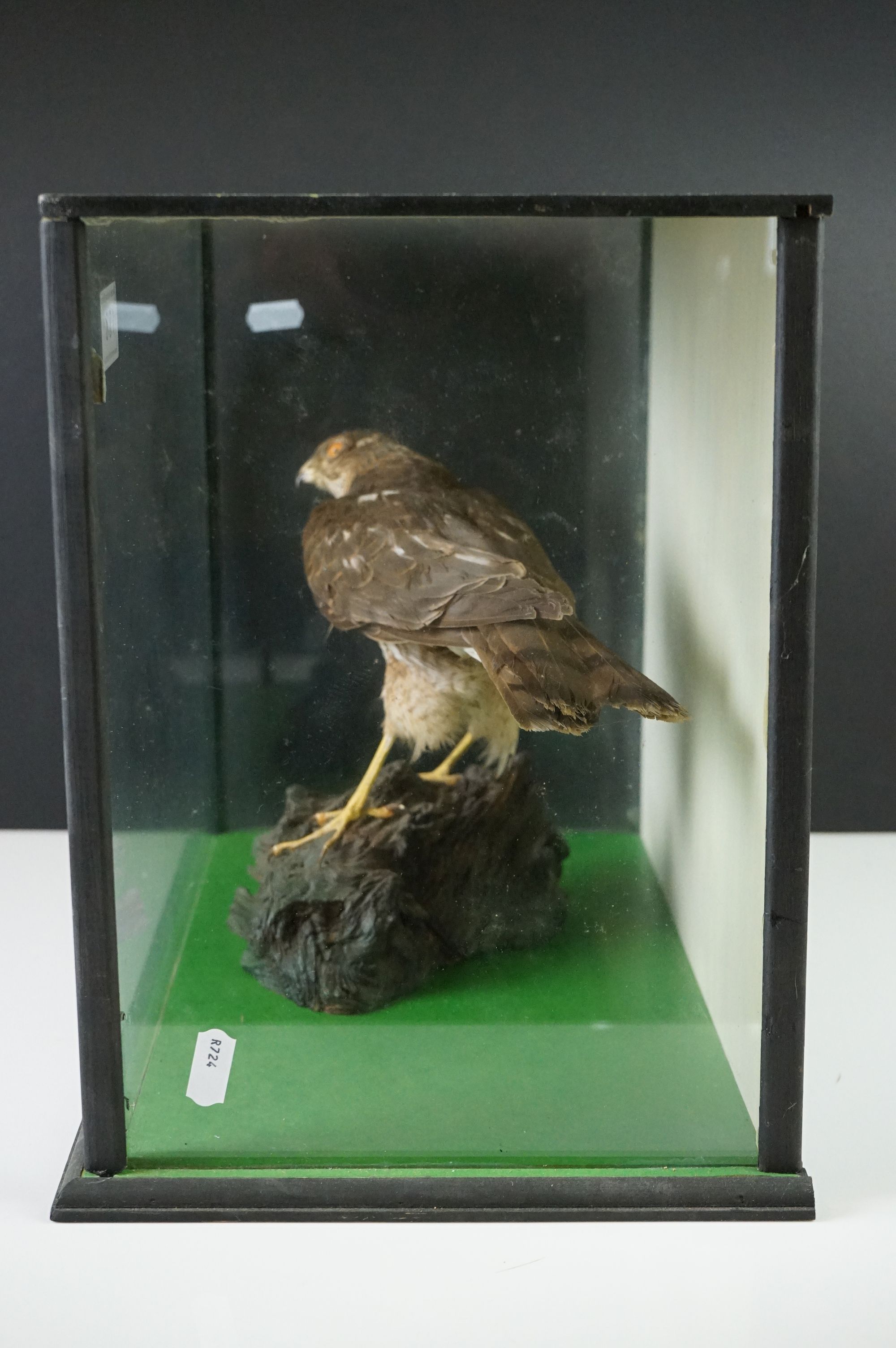Taxidermy - Sparrow Hawk mounted on a Tree Branch, contained within a cabinet with three glazed - Image 3 of 7
