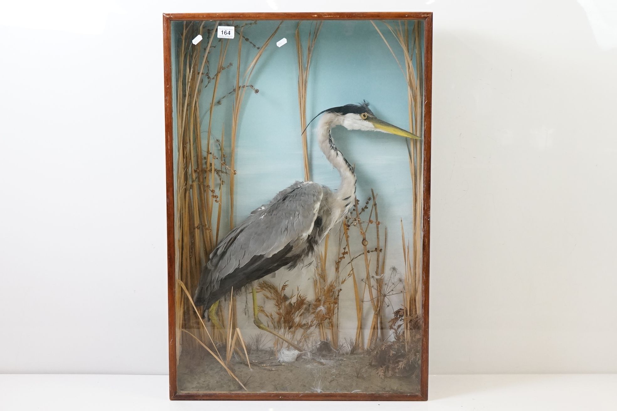 Taxidermy - Standing Heron mounted amongst natural foliage, contained in a glass fronted display