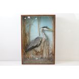 Taxidermy - Standing Heron mounted amongst natural foliage, contained in a glass fronted display
