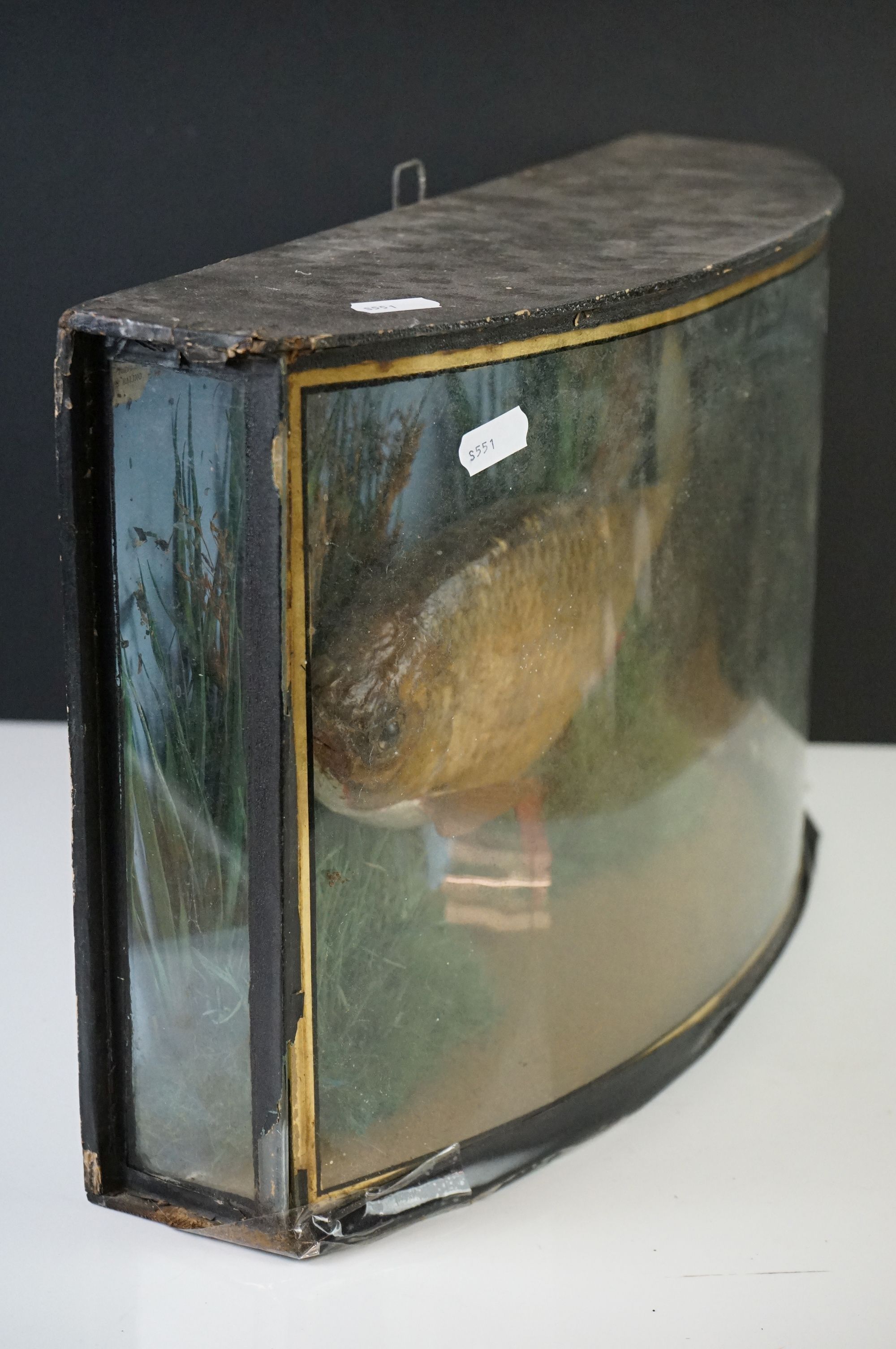 Taxidermy - Early 20th century Roach mounted in a naturalistic setting, contained with a bow fronted - Image 4 of 10