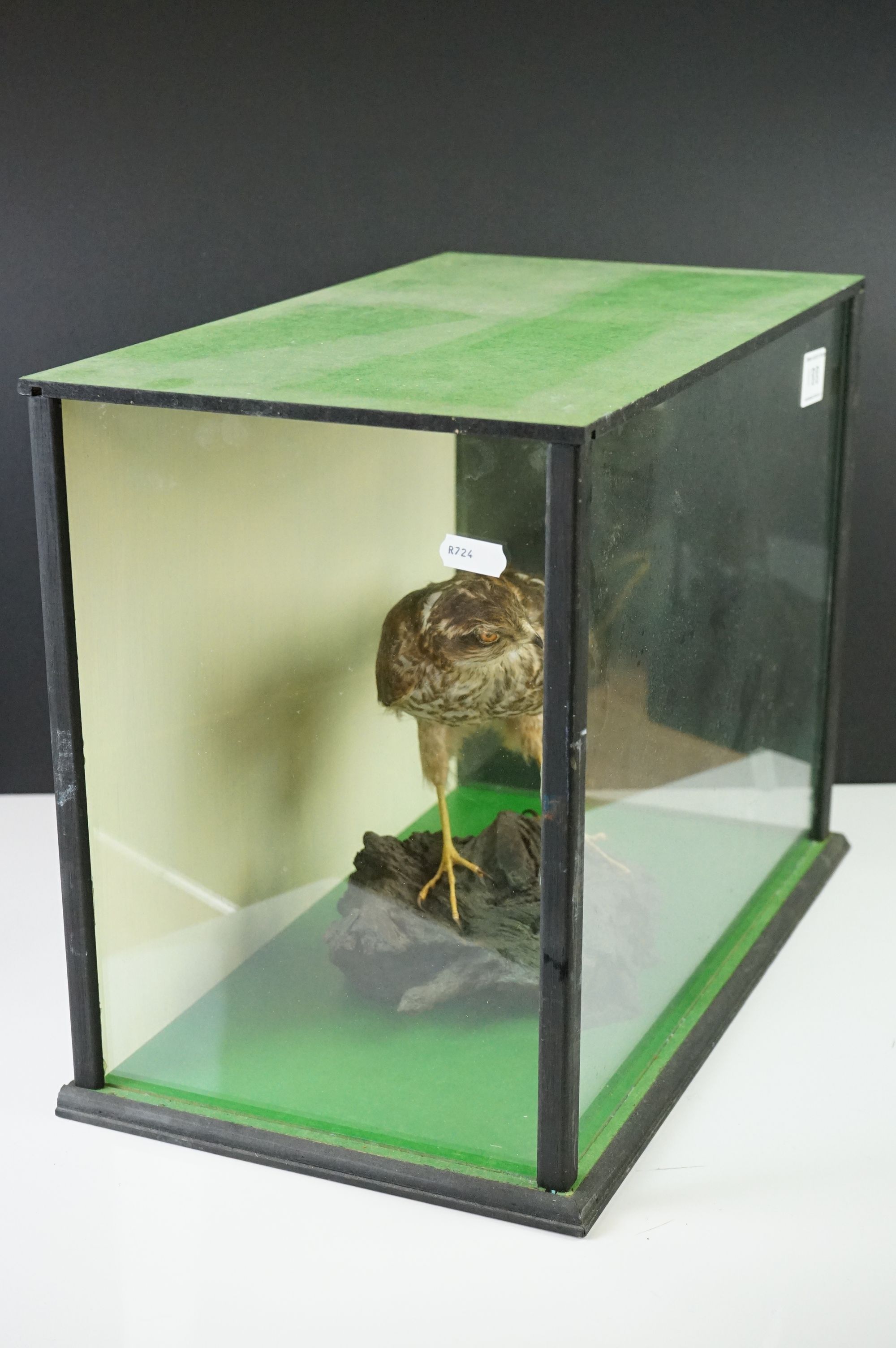 Taxidermy - Sparrow Hawk mounted on a Tree Branch, contained within a cabinet with three glazed - Image 2 of 7