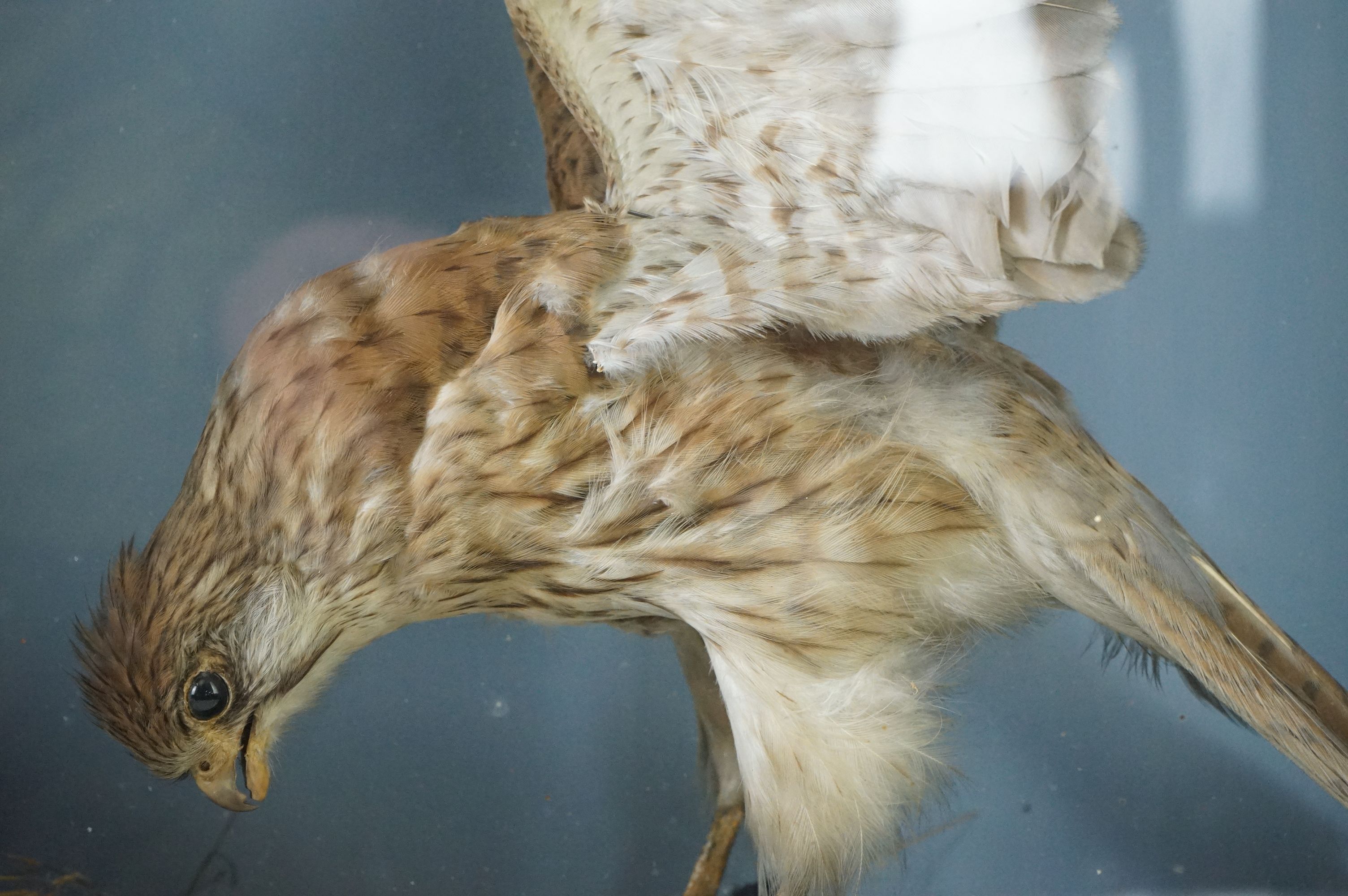 Taxidermy - Sparrow Hawk with a bullfinch in it's claws contained within a glass fronted cabinet, - Image 6 of 7