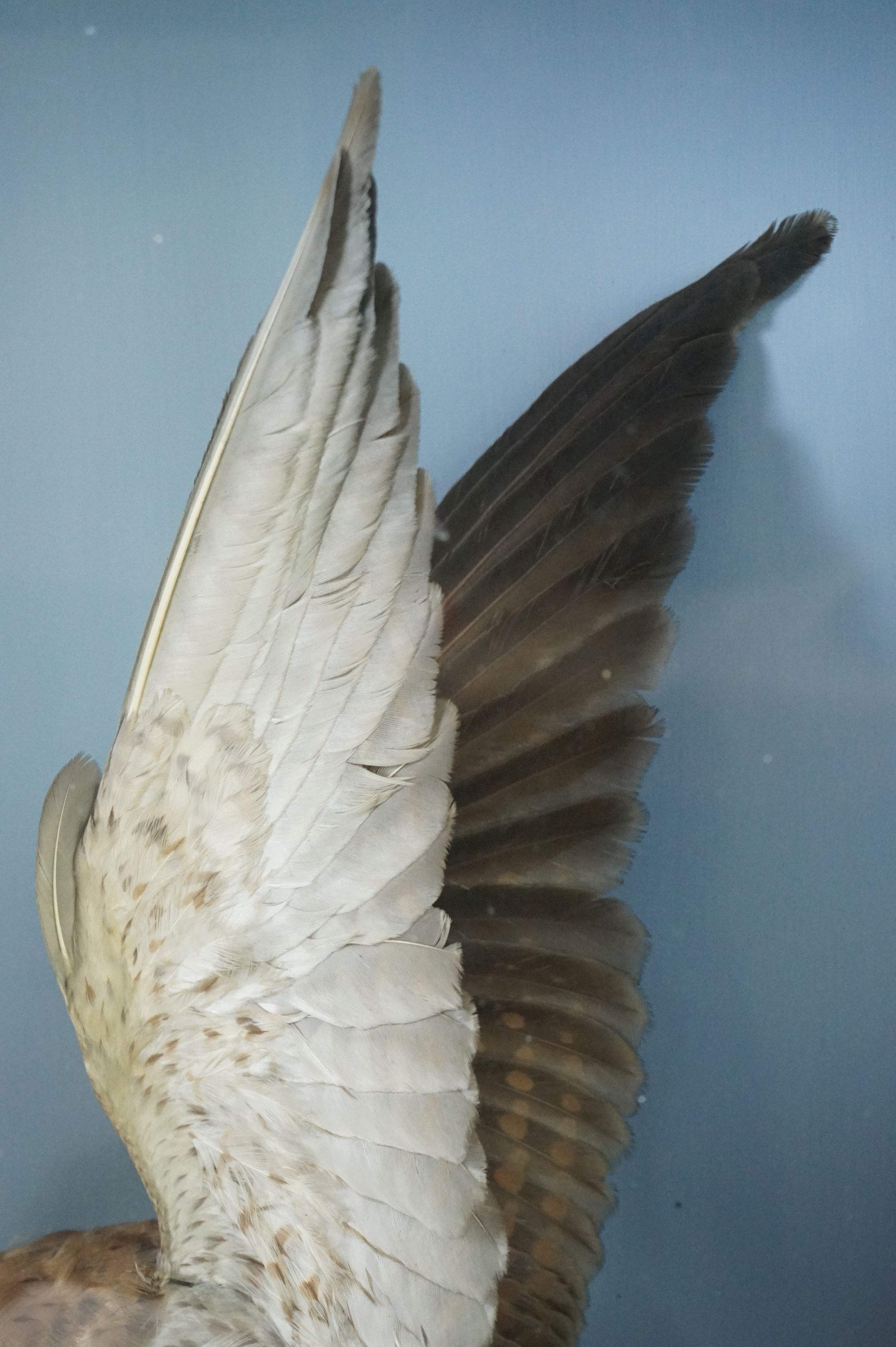 Taxidermy - Sparrow Hawk with a bullfinch in it's claws contained within a glass fronted cabinet, - Image 7 of 7