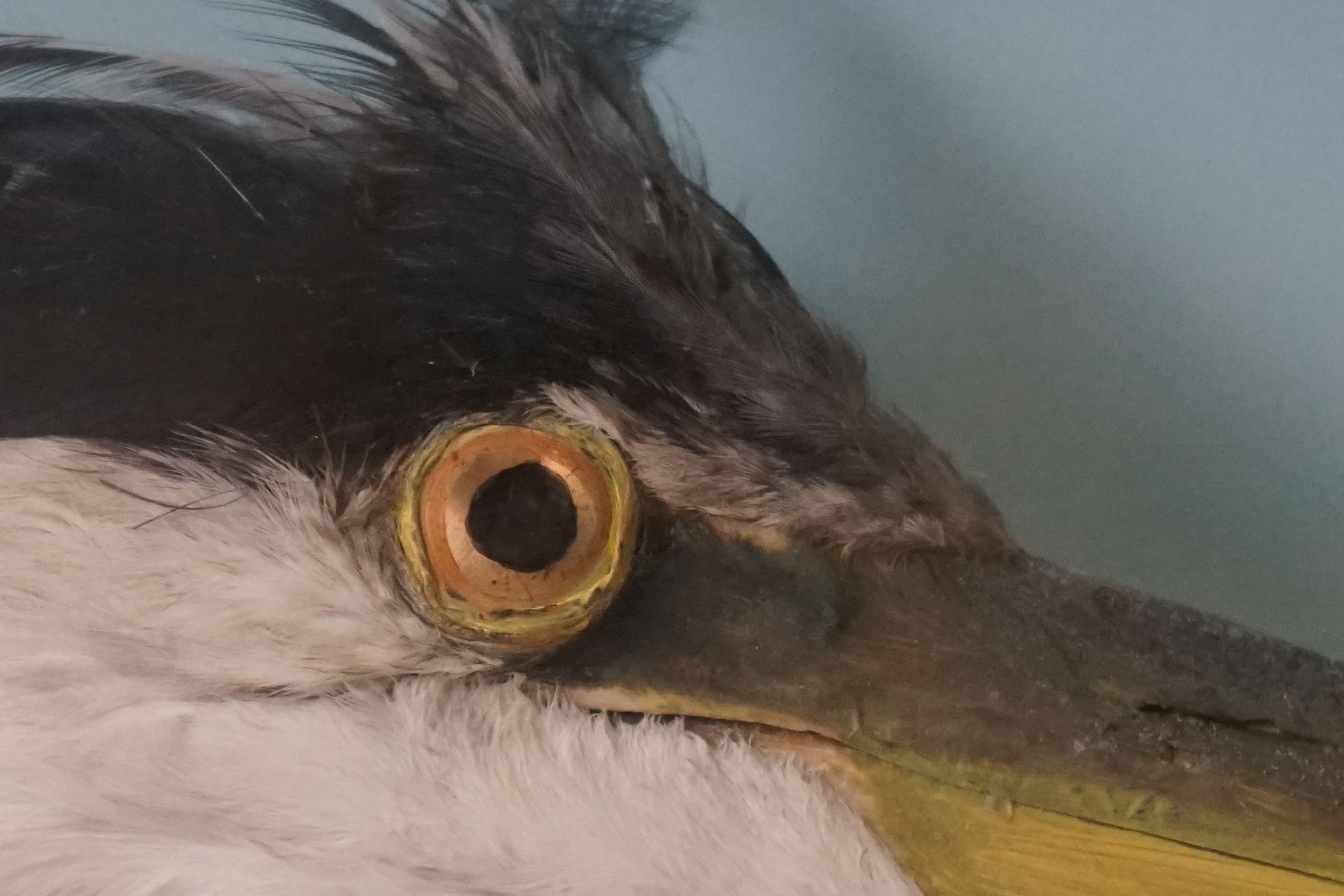 Taxidermy - Standing Heron mounted amongst natural foliage, contained in a glass fronted display - Image 6 of 8