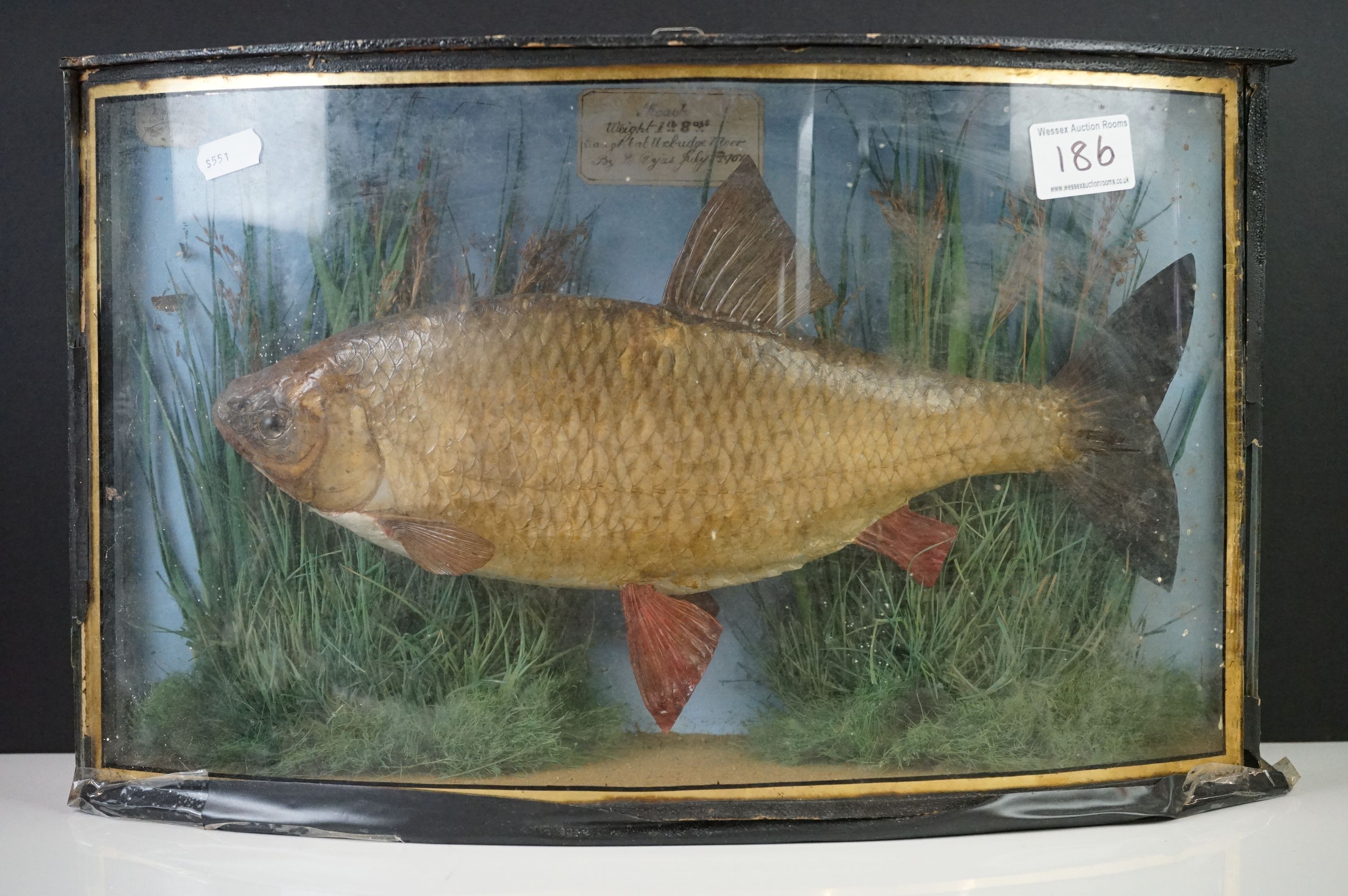 Taxidermy - Early 20th century Roach mounted in a naturalistic setting, contained with a bow fronted