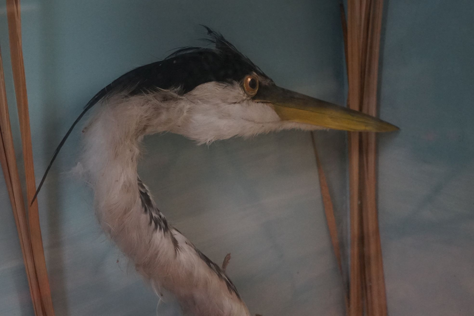 Taxidermy - Standing Heron mounted amongst natural foliage, contained in a glass fronted display - Image 7 of 8