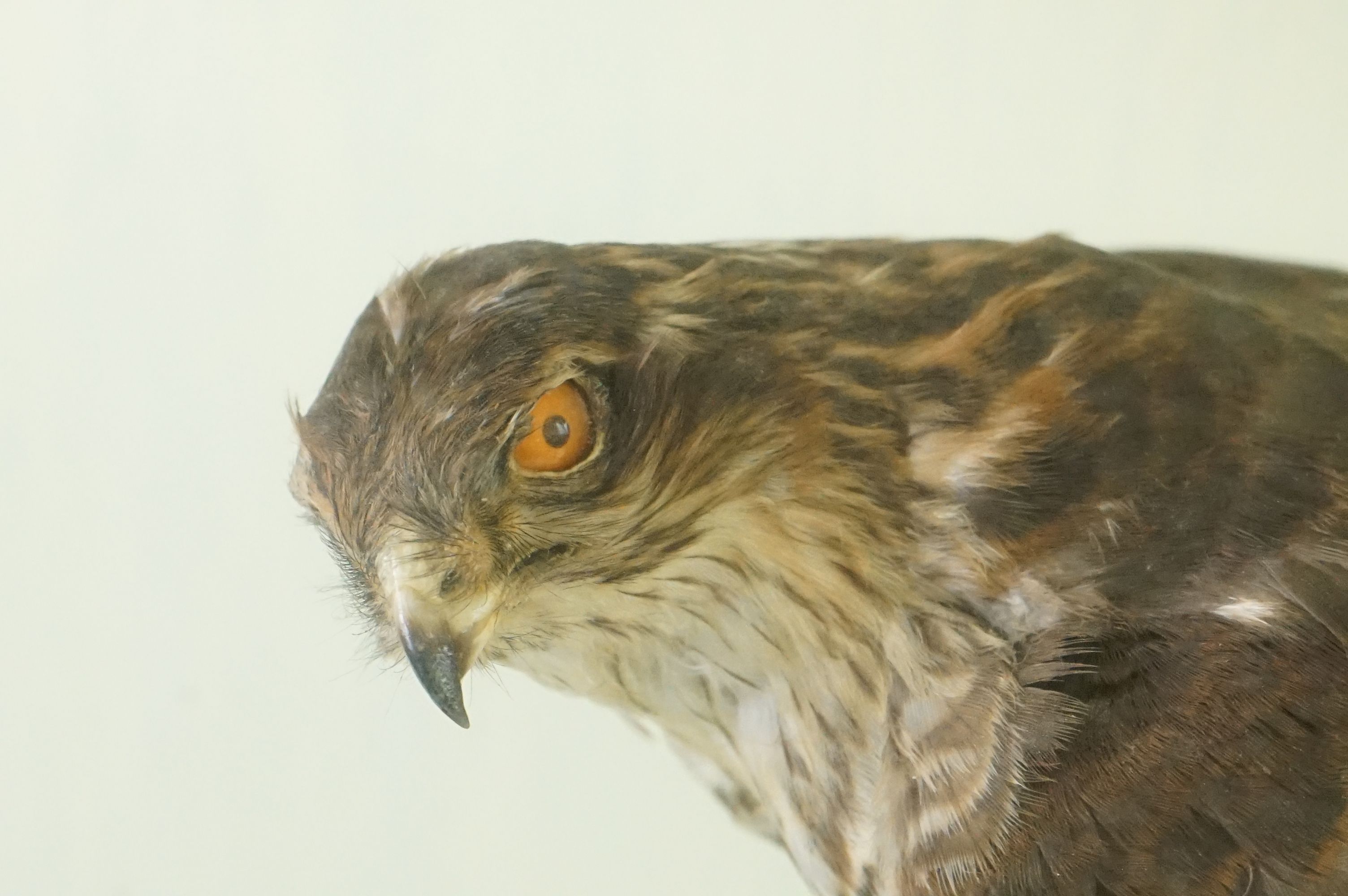 Taxidermy - Sparrow Hawk mounted on a Tree Branch, contained within a cabinet with three glazed - Image 5 of 7