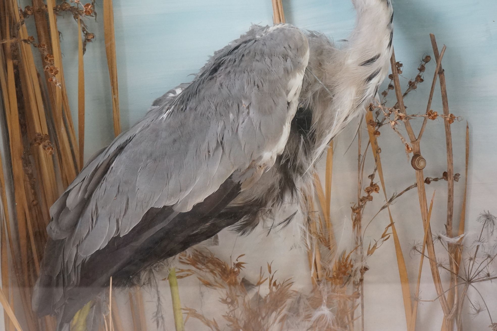 Taxidermy - Standing Heron mounted amongst natural foliage, contained in a glass fronted display - Image 3 of 8