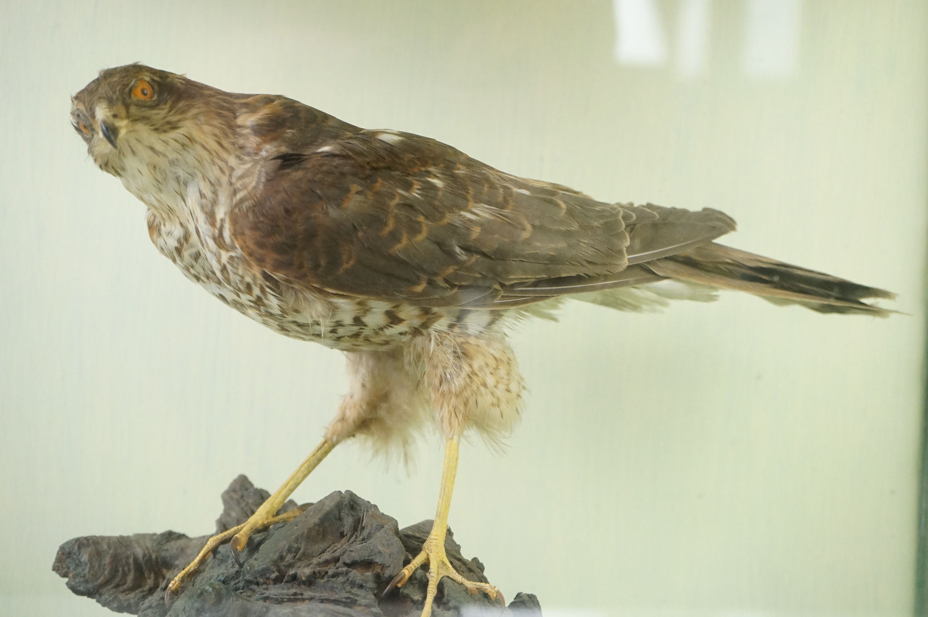 Taxidermy - Sparrow Hawk mounted on a Tree Branch, contained within a cabinet with three glazed - Image 4 of 7