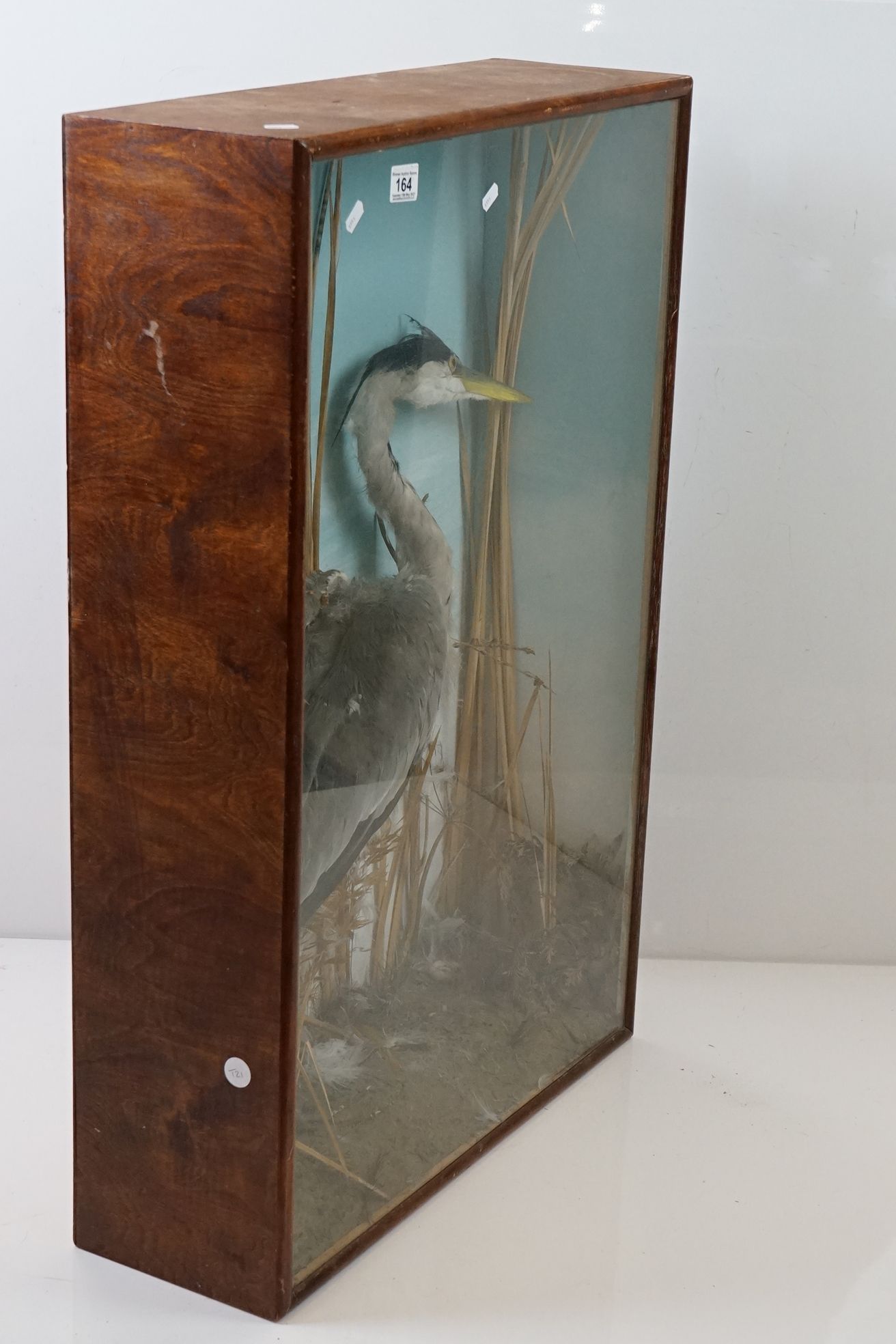 Taxidermy - Standing Heron mounted amongst natural foliage, contained in a glass fronted display - Image 8 of 8