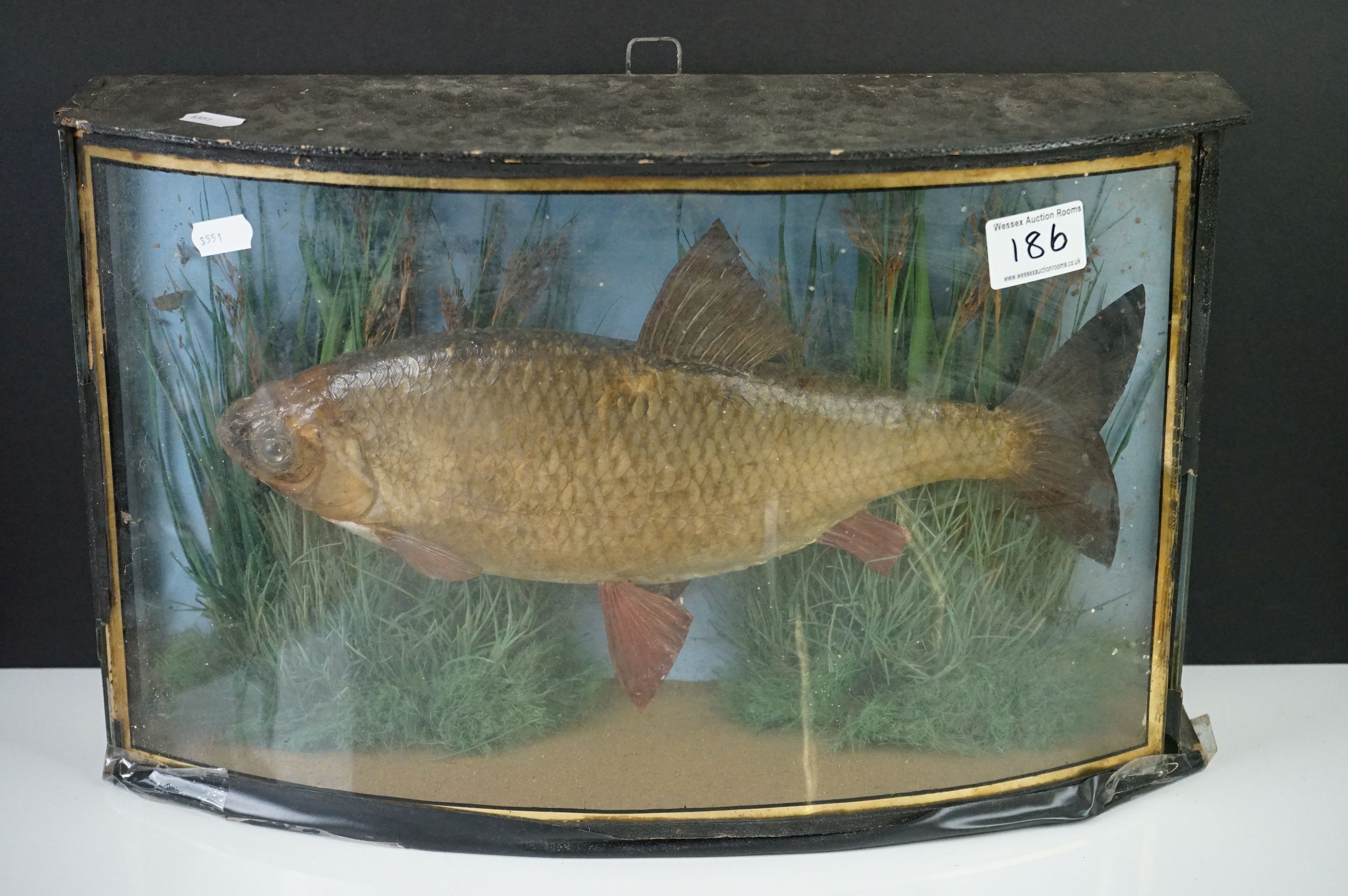 Taxidermy - Early 20th century Roach mounted in a naturalistic setting, contained with a bow fronted - Image 3 of 10