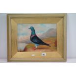 Pigeon on a cliff edge, oil painting, framed and glazed, 25 x 35cm