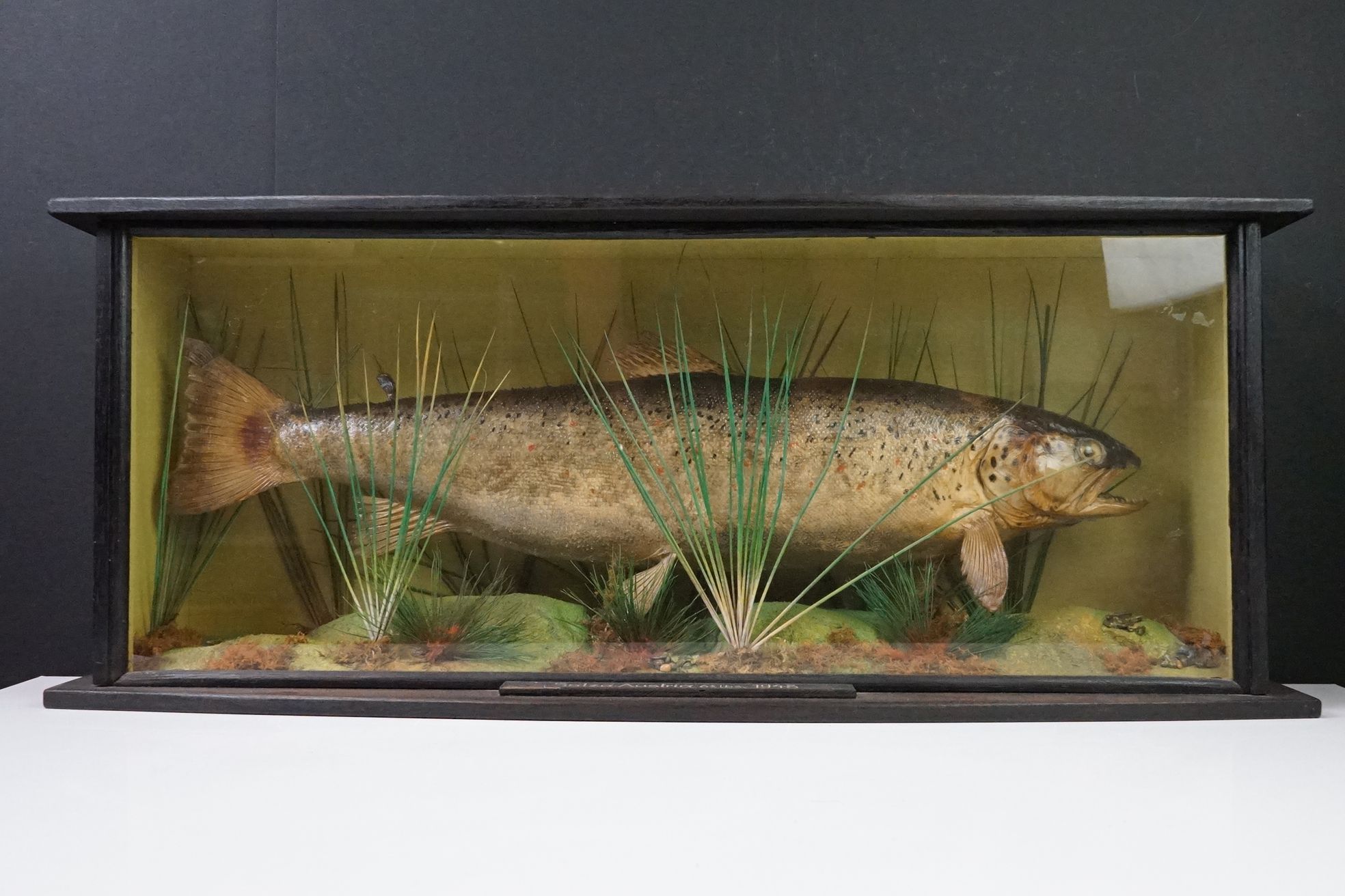 Taxidermy - A mid 20th century Rainbow Trout in a naturalistic setting, housed within a glazed