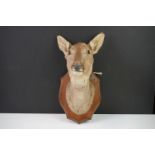 Taxidermy - A Doe Deer head mounted on a wooden shield shaped plinth, measures approx 39cm high