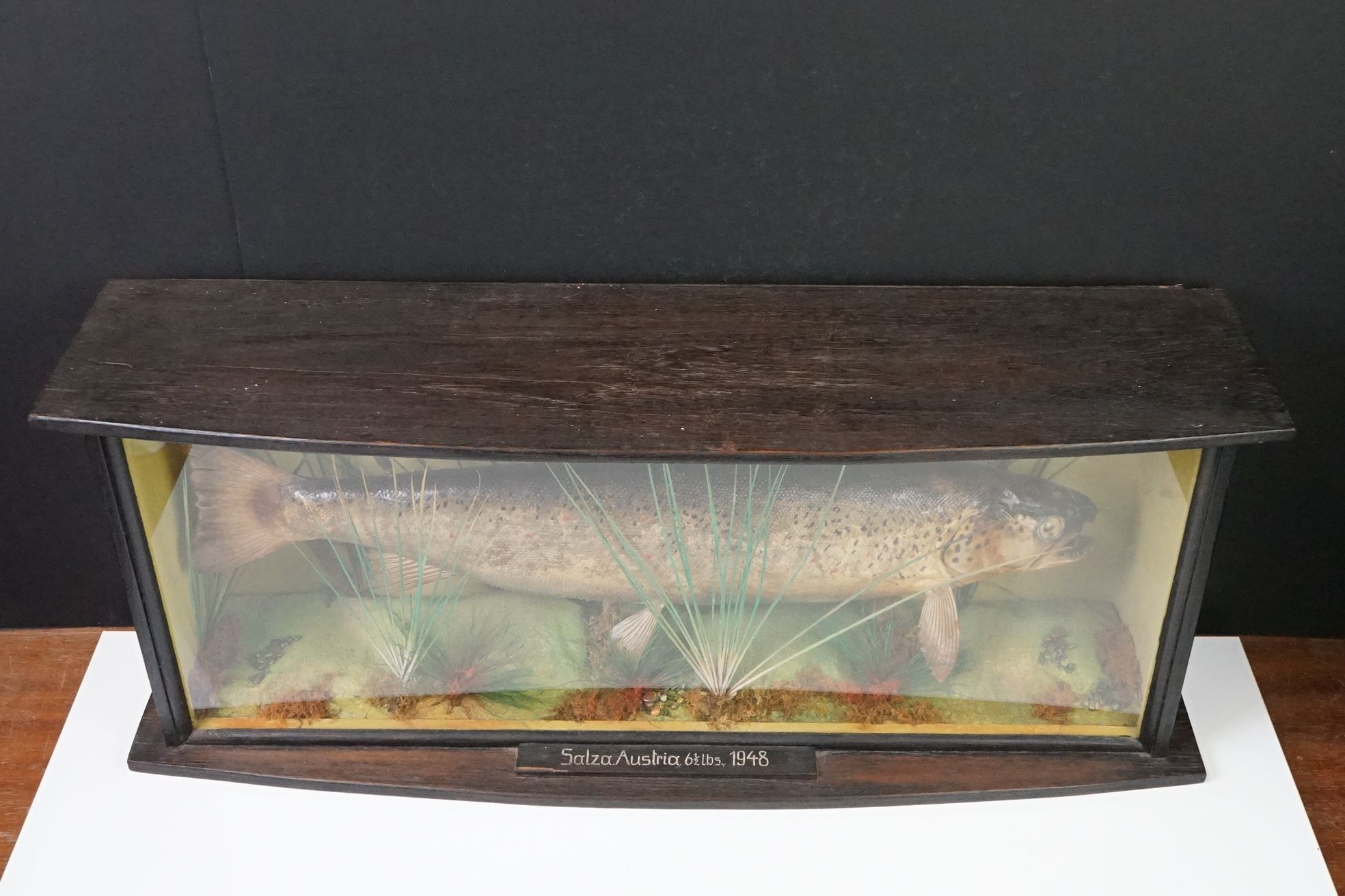 Taxidermy - A mid 20th century Rainbow Trout in a naturalistic setting, housed within a glazed - Image 8 of 9