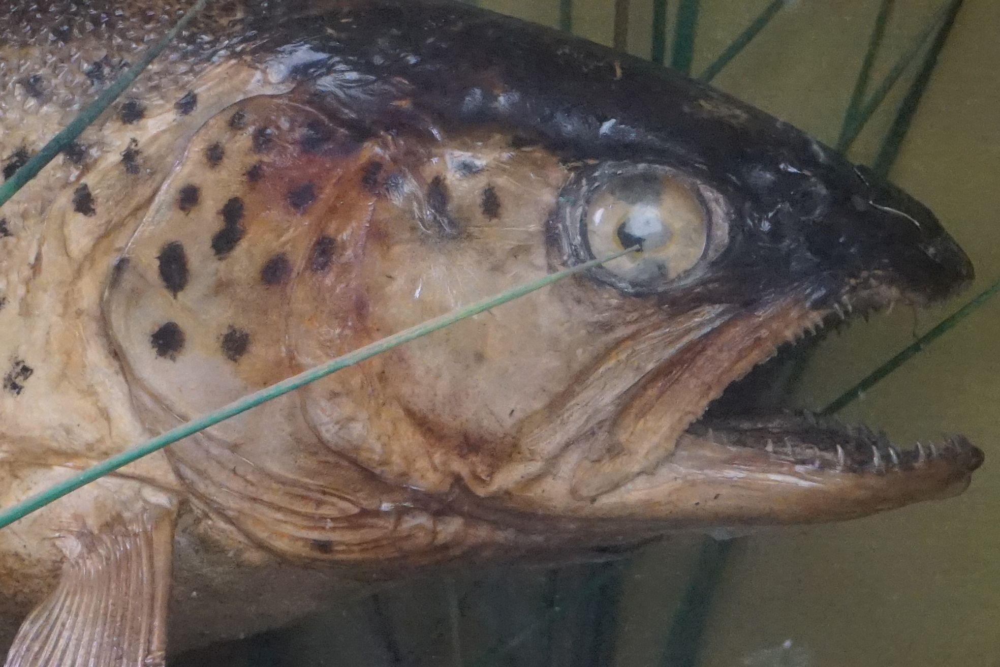 Taxidermy - A mid 20th century Rainbow Trout in a naturalistic setting, housed within a glazed - Image 4 of 9