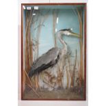 Taxidermy - Standing Heron mounted amongst natural foliage, contained in a glass fronted display