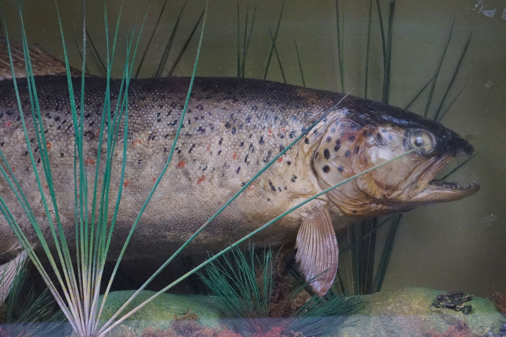 Taxidermy - A mid 20th century Rainbow Trout in a naturalistic setting, housed within a glazed - Image 2 of 9