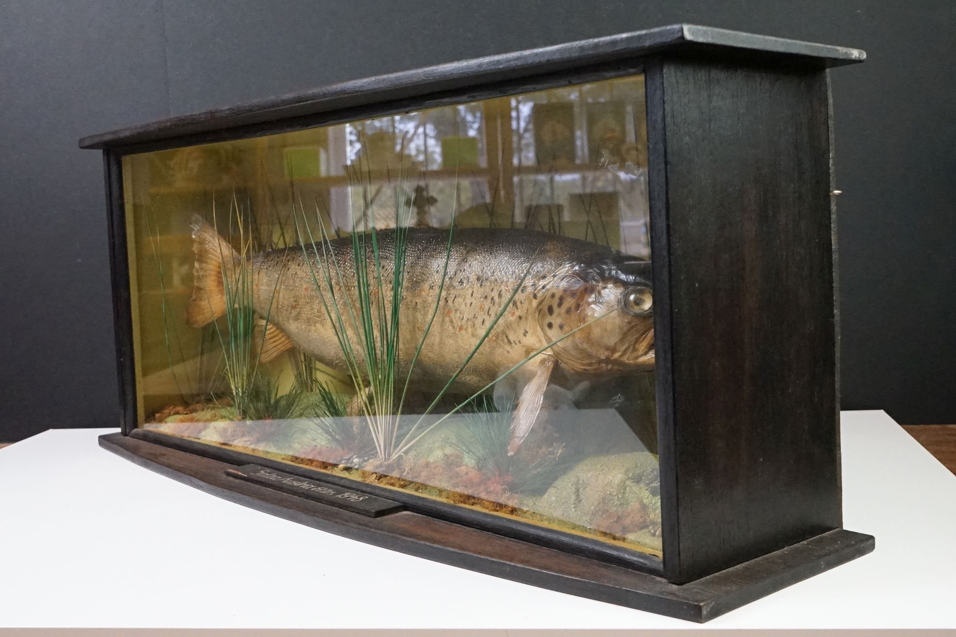 Taxidermy - A mid 20th century Rainbow Trout in a naturalistic setting, housed within a glazed - Image 9 of 9