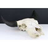 A bull head skull complete with horns.