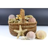 Wicker basket containing a collection of sea shells to include, sea urchin shells, starfish, sea