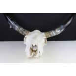 A Texas long horn cow skull complete with horns.