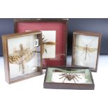 Taxidermy - four framed and glazed specimens to include a tarantula from Thailand