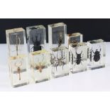 Nine insect specimens set within resin blocks to include stag beetle, stick insect, scorpion, spider