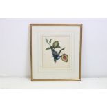 Early 19th century fine watercolour study of a blue banana bird perched on a sprig of a guava tree