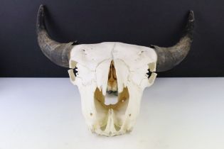 A bull head skull complete with horns. (Approx 53cm wide)