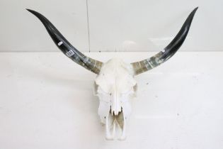 A Texas Longhorn cow skull complete with horns. (Approx 88cm wide)