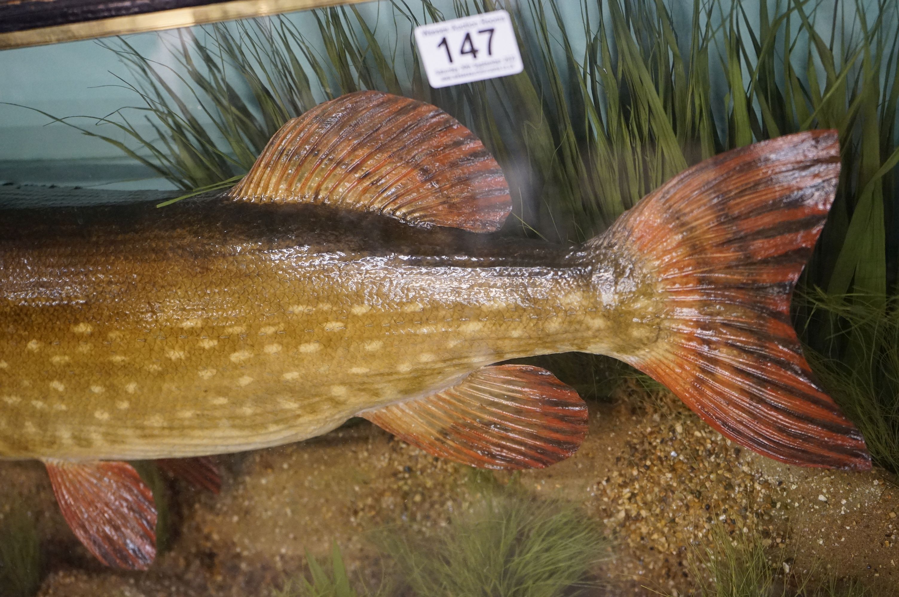 Taxidermy - A Pike in a naturalistic setting, by John Cooper & Sons, 28 Radnor Street, St Luke's, - Image 3 of 8