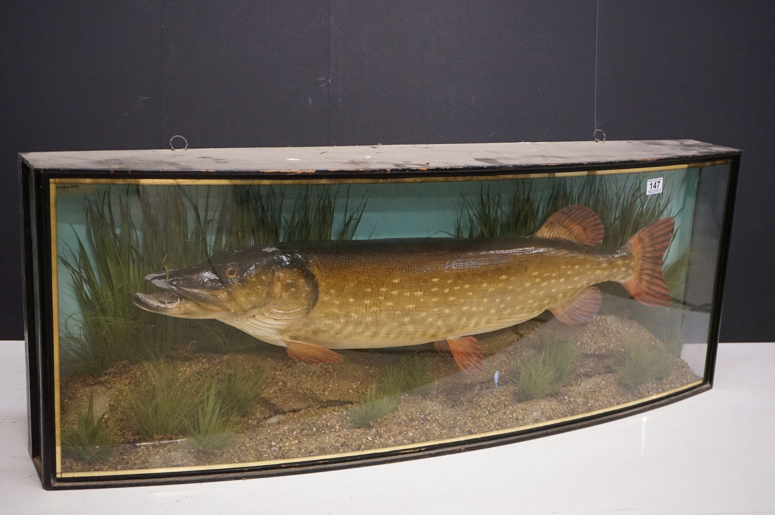 Taxidermy - A Pike in a naturalistic setting, by John Cooper & Sons, 28 Radnor Street, St Luke's, - Image 4 of 8