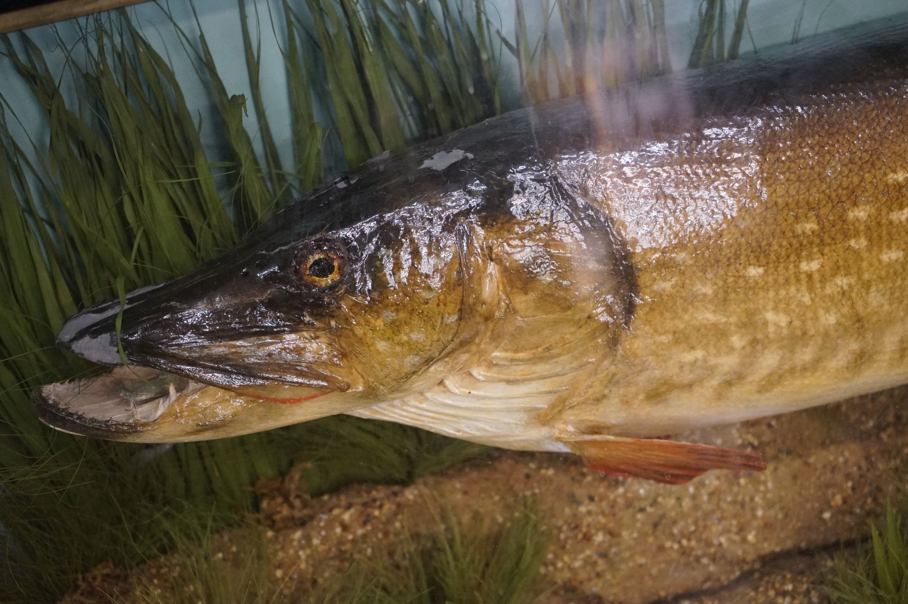 Taxidermy - A Pike in a naturalistic setting, by John Cooper & Sons, 28 Radnor Street, St Luke's, - Image 2 of 8